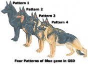 Blue20gene20in20gsd Blue20gene20in20gsd