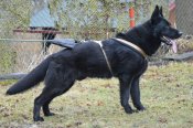 Fido-od-nechranic