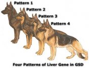 Liver20gene20gsd Liver20gene20gsd