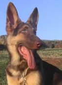 Livermeggie6mos_2