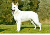 Multichampion-h-ro-handur-vom-bozener-hof Multichampion-h-ro-handur-vom-bozener-hof